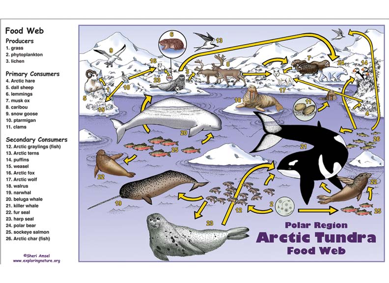 Arctic Polar Region Food Web Activity