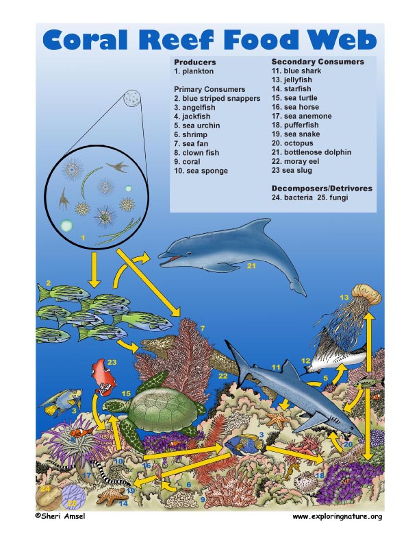 example of food chain in coral reefs