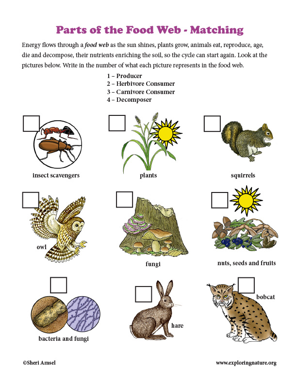 parts-of-a-food-web-matching