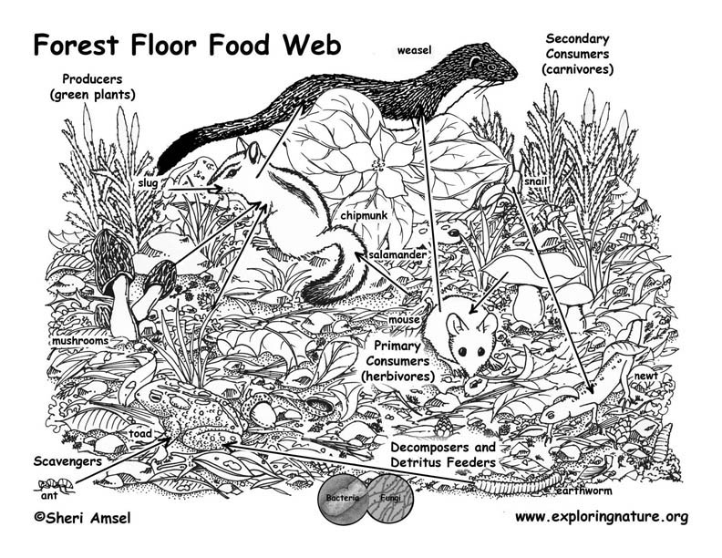 Food chain diagram concept on forest background | Food chain diagram, Food  chain, Food chain activities