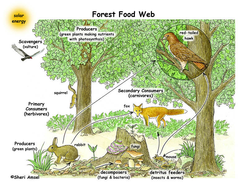 Forest Ecosystem Animals