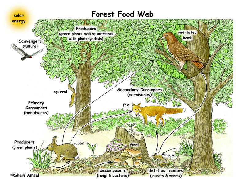 Forest Food Webs