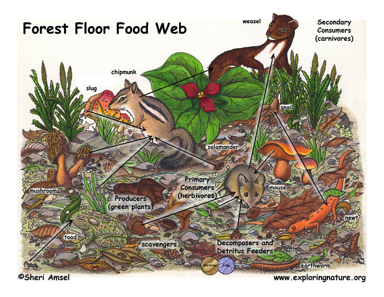 forest ecosystem diagram with decomposers