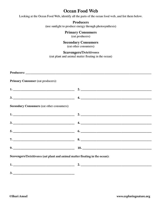 Ocean Food Web Worksheet