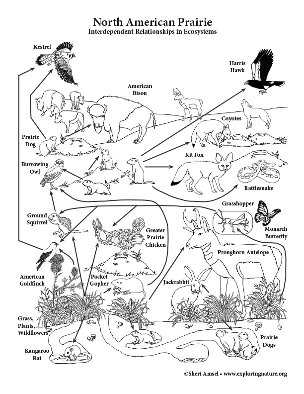 Prairie - Interdependent Relationships in Ecosystems Activity (6-8 ...