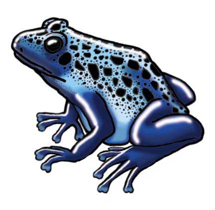 blue poison frog