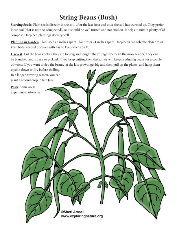 Green Beans - Planting, Harvesting, Pests and Diseases