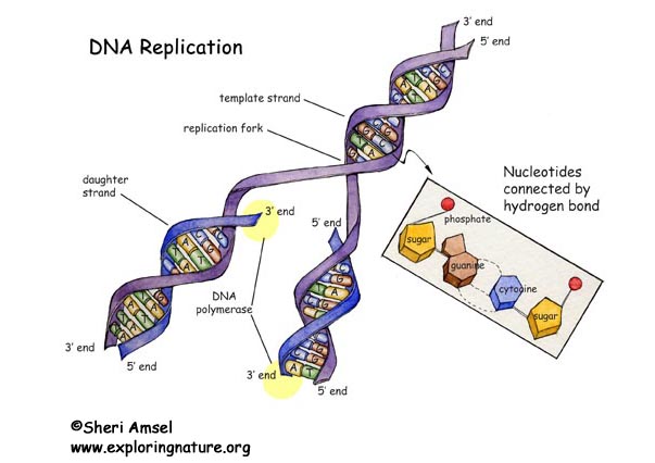 DNA Replication -- Exploring Nature Educational Resource