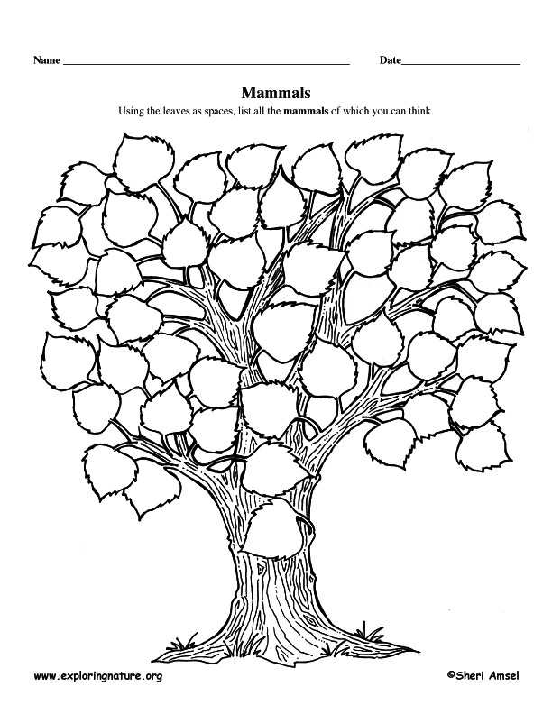 Mammal List - Graphic Organizer