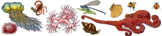 Invertebrate Animals