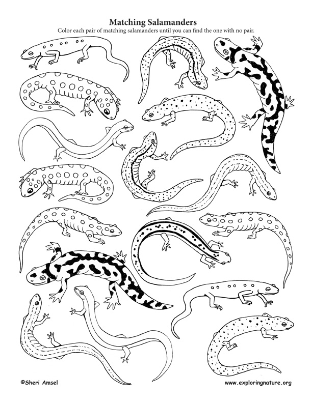 matching-salamanders-observation-activity