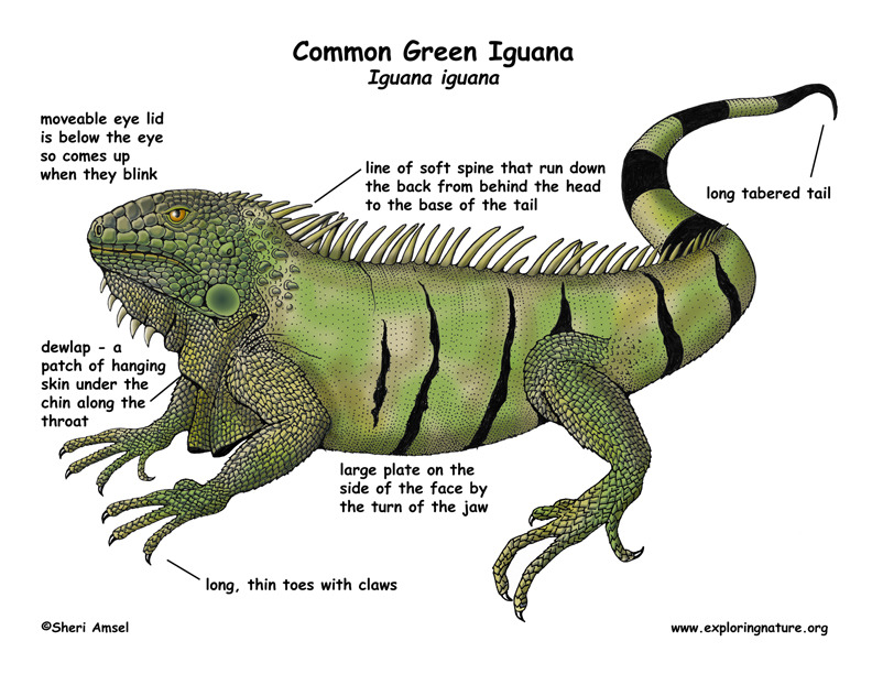 Iguana (Common Green)