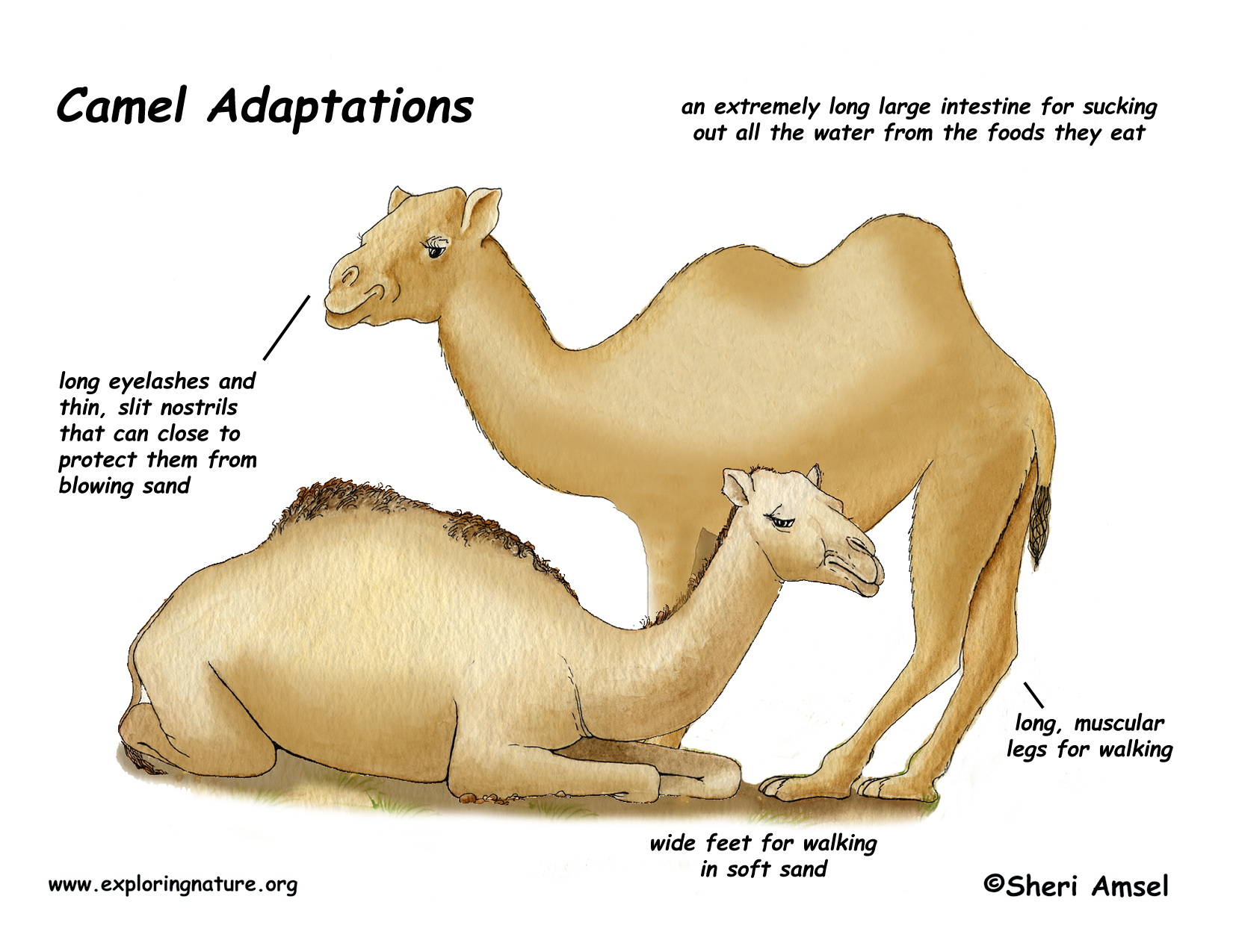 Camel Adaptations