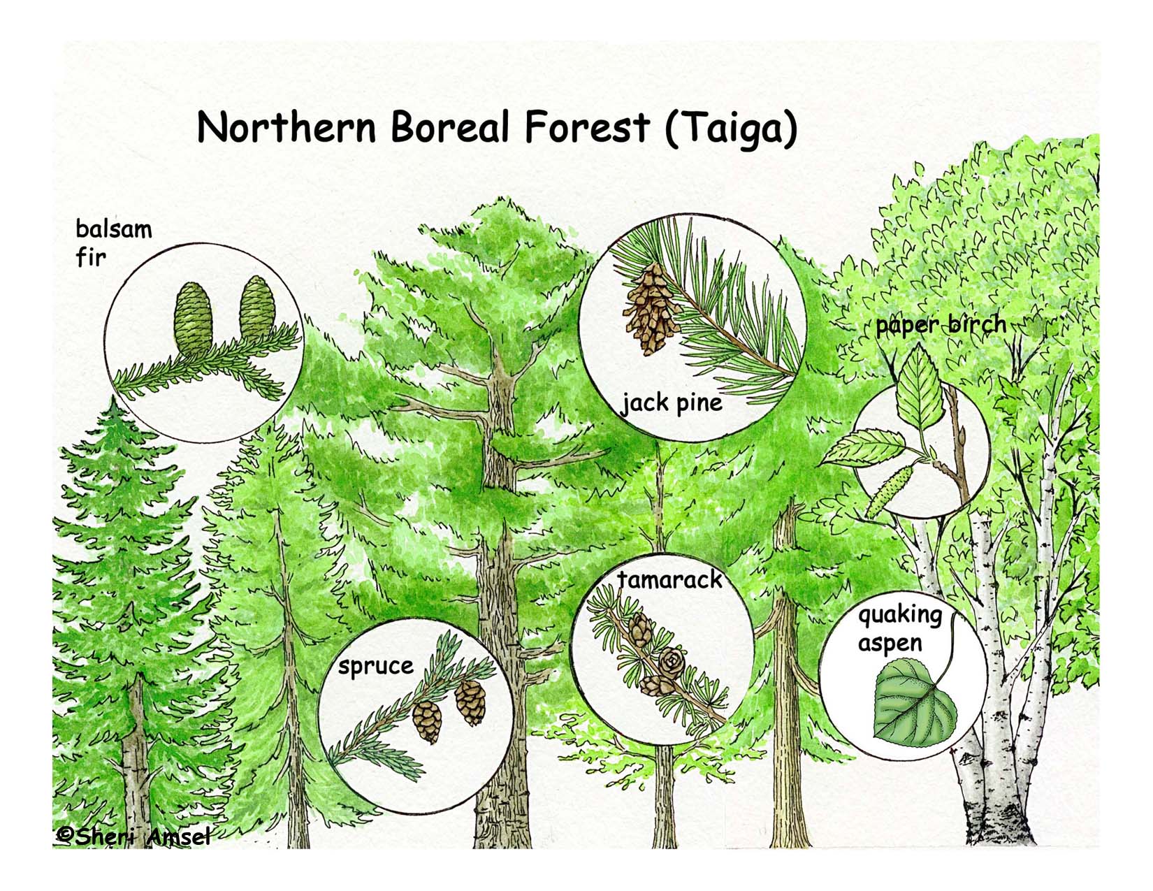 Boreal Forest/Taiga Biome