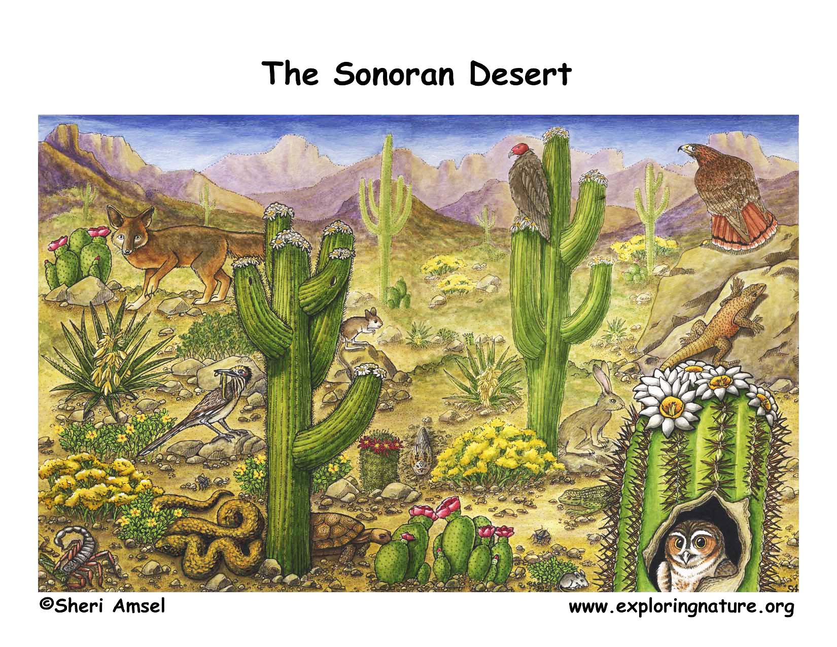 sonoran desert plants and animals