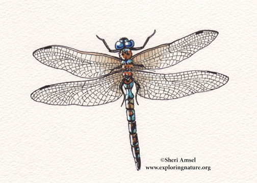 Dragonfly (Variable Darner)