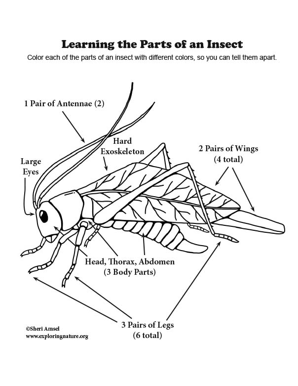 Insect Body Parts Coloring Page Coloring Pages