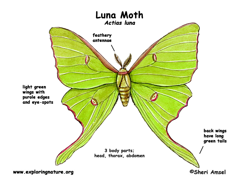 Moth Labelled Diagram