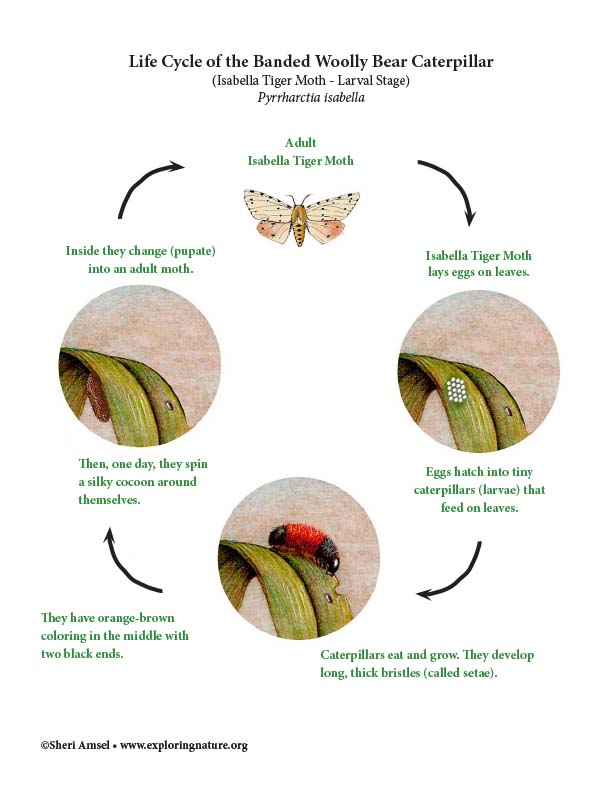 Moth Caterpillar Life Cycle