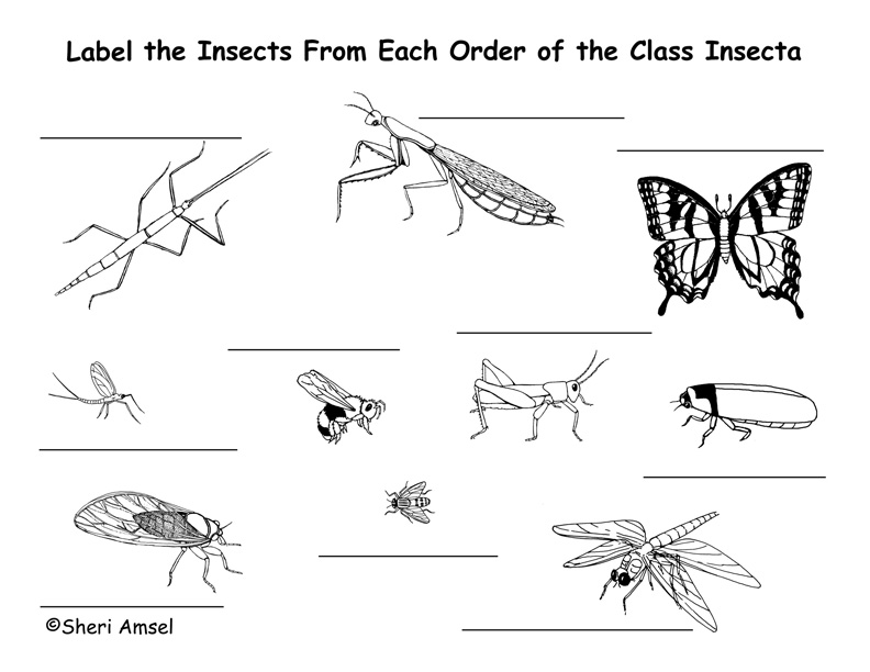 Insect Labeling Page