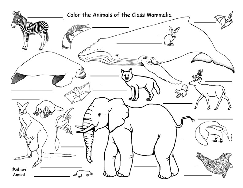 Mammals Labeling Page