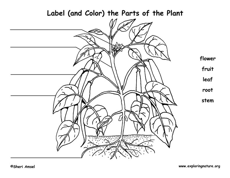 Label the Parts of the Plant (Elementary)