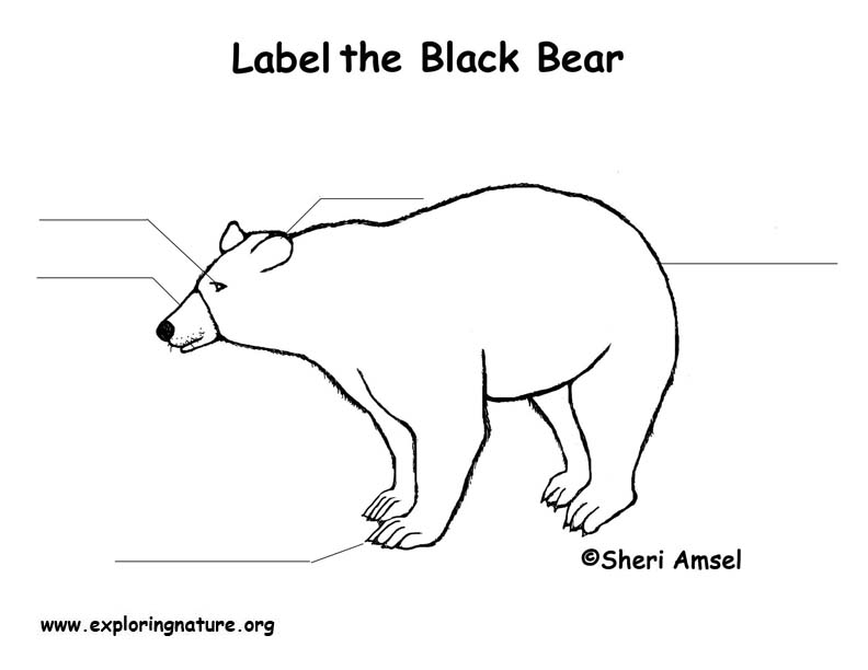 Bear (Black) Labeling Page