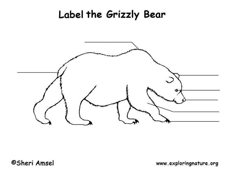 Grizzly Bear Labeling Page