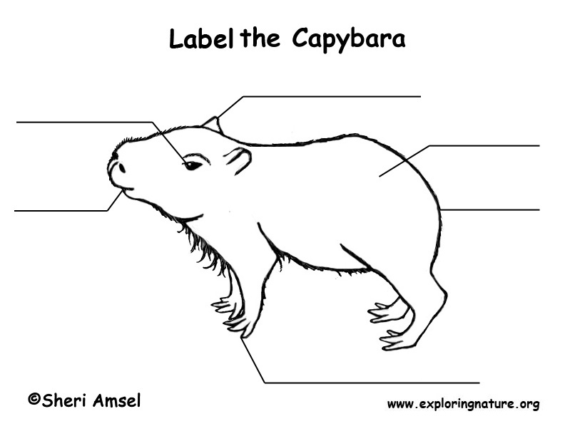 Capybara Diagram