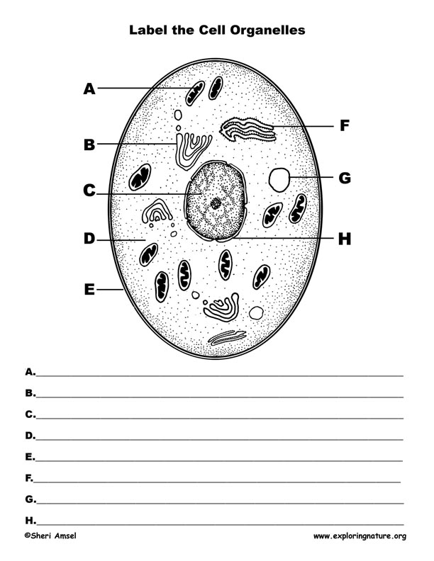 Label The Cell Diagram