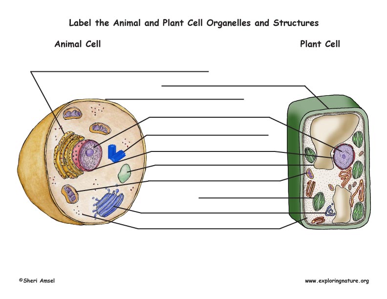 [DIAGRAM] Diagram For Labelling Parts Of Plant And Animal Cells Seen ...