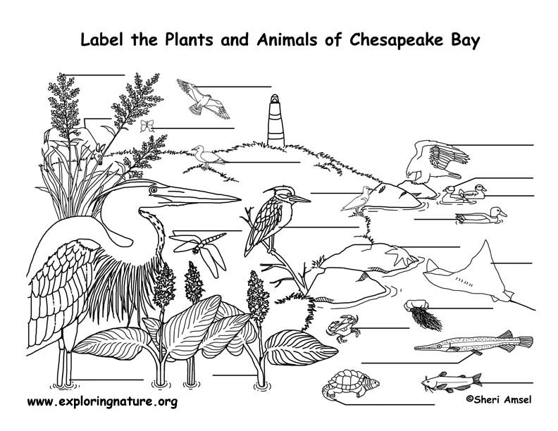 Chesapeake Bay Labeling Page