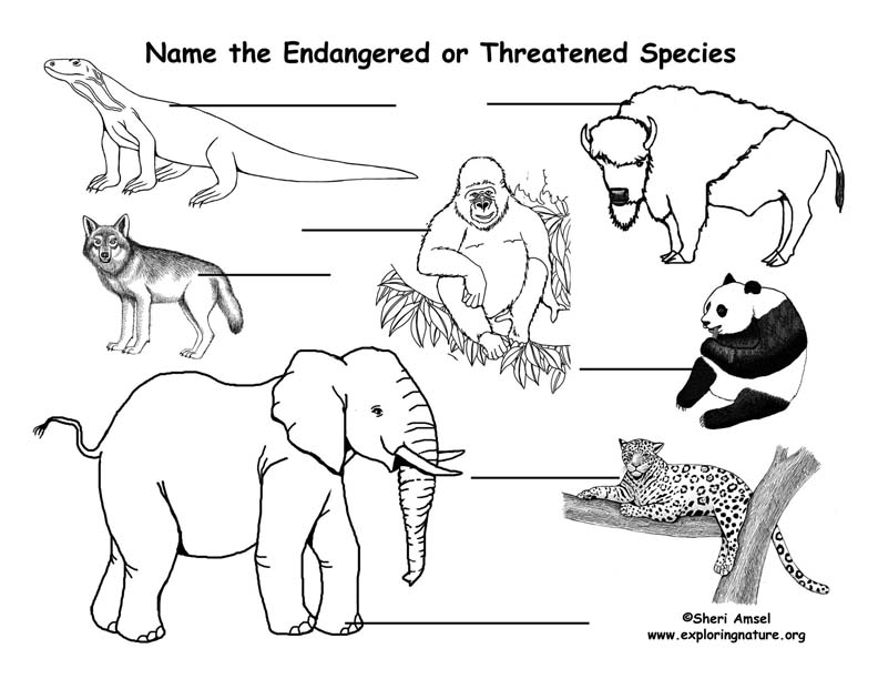 endangered animals with names and information