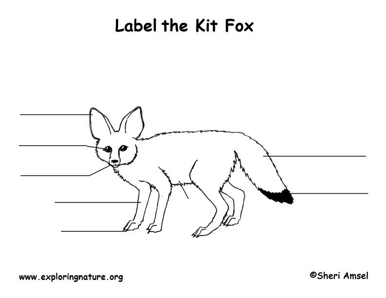 Fox (Kit) Labeling Page