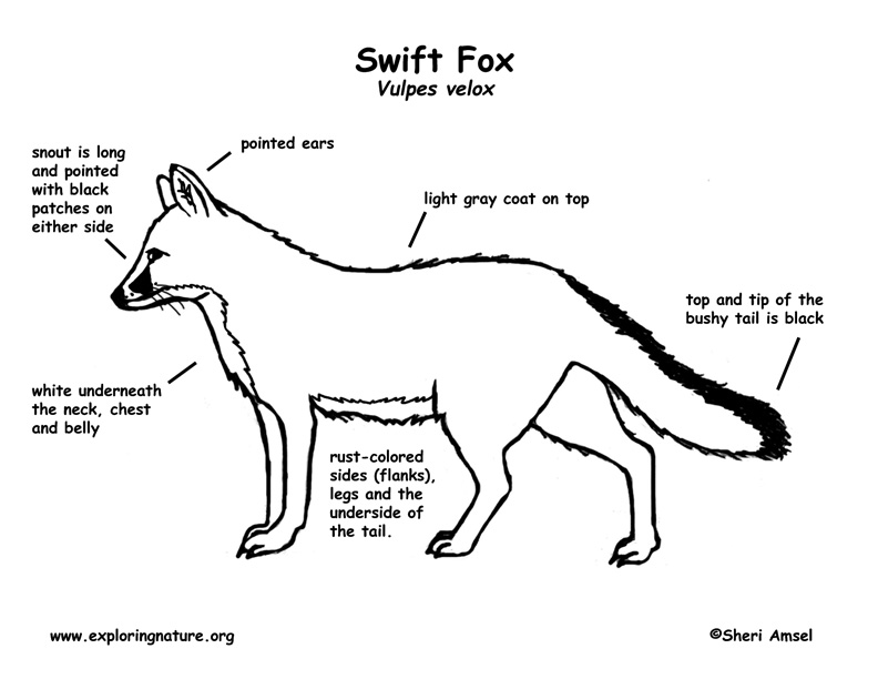 [diagram] Red Fox Organ Diagram Full Version Hd Quality Organ Diagram 