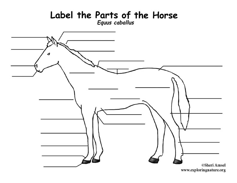 Horse Labeling Page