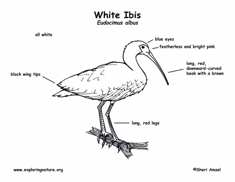 Ibis (White) Labeling Page