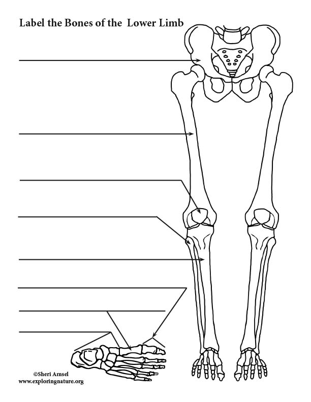 Lower Limb Bones (Thigh, Leg and Foot) Labeling Page