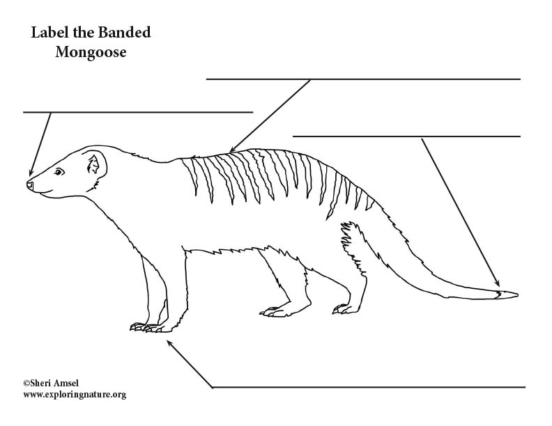 Mongoose (Banded) - Labeling Page