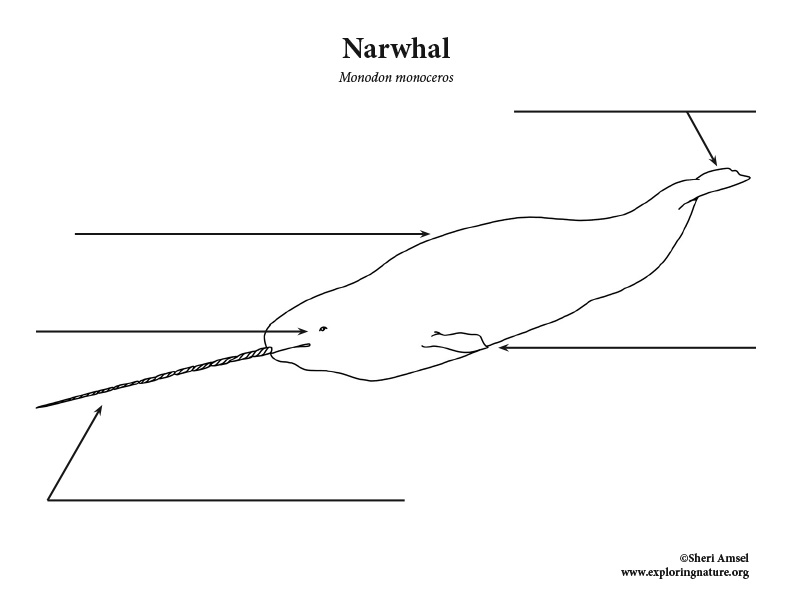 Narwhal Labeling Page