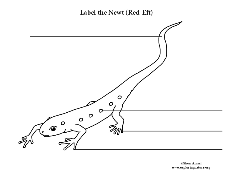 Newt Labeling Page