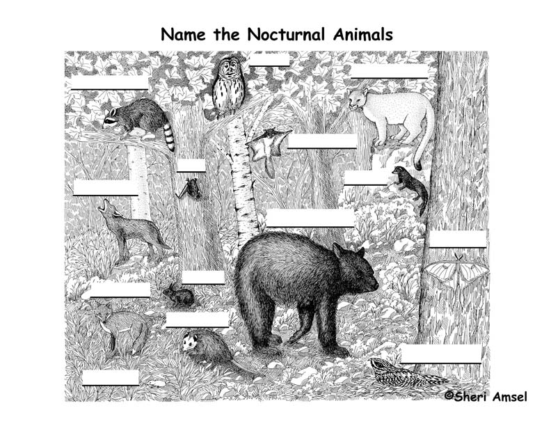 identifying nocturnal animal sounds ontario