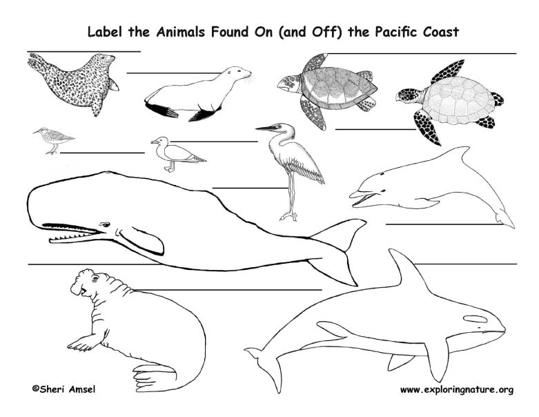 Pacific Coast Animals Labeling