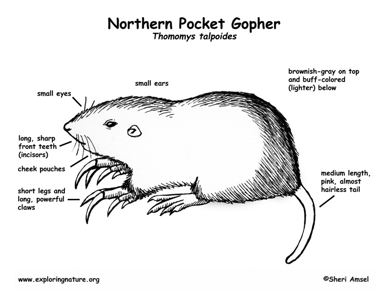 Pocket Gopher Labeling Page