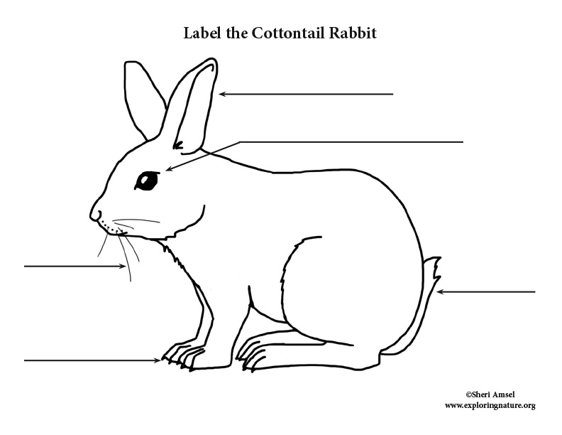 Draw And Label The Rabbit