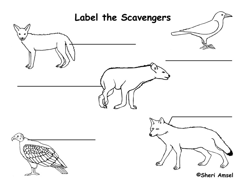 examples of scavengers animals