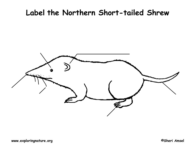 Short tail на русском. Shrew meaning. Short Tail рисунок для детей. Shrew adopt me. Short Tail long Tail for colouring Kids.