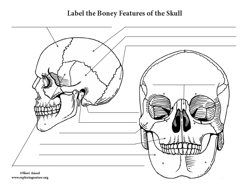 Bones Of The Skull Labeling Worksheet Photos