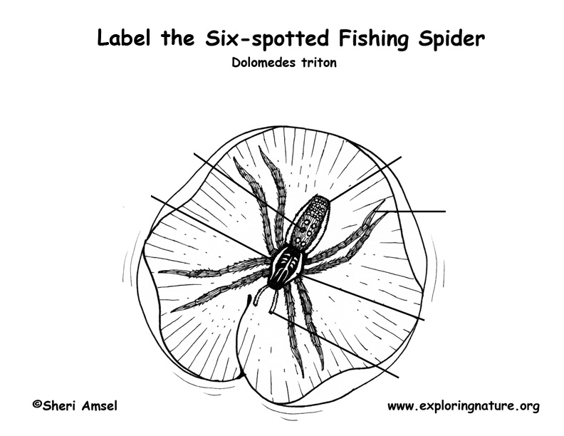 Spider (Fishing) Labeling Page