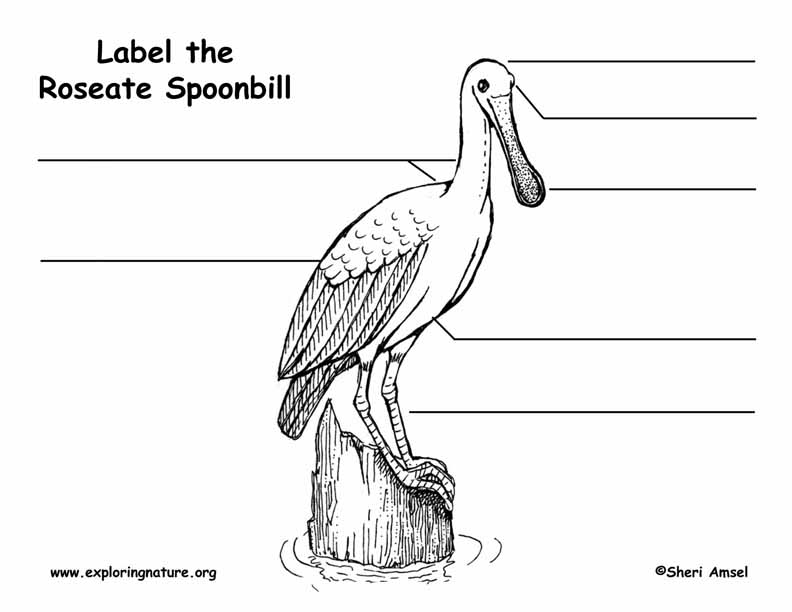 Spoonbill (Roseate) Labeling Page